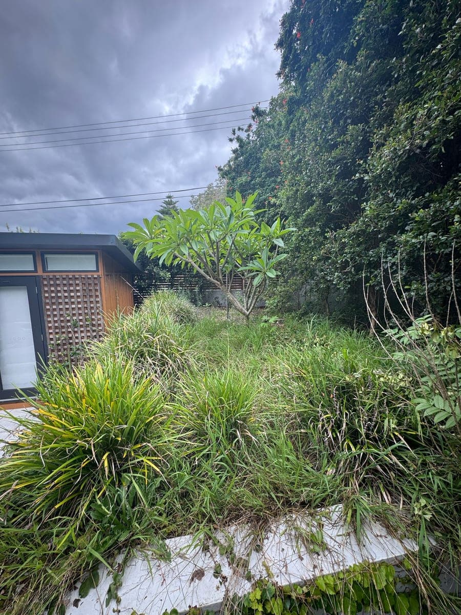 Before - Overgrown area transformed to feature garden with Japanese maple