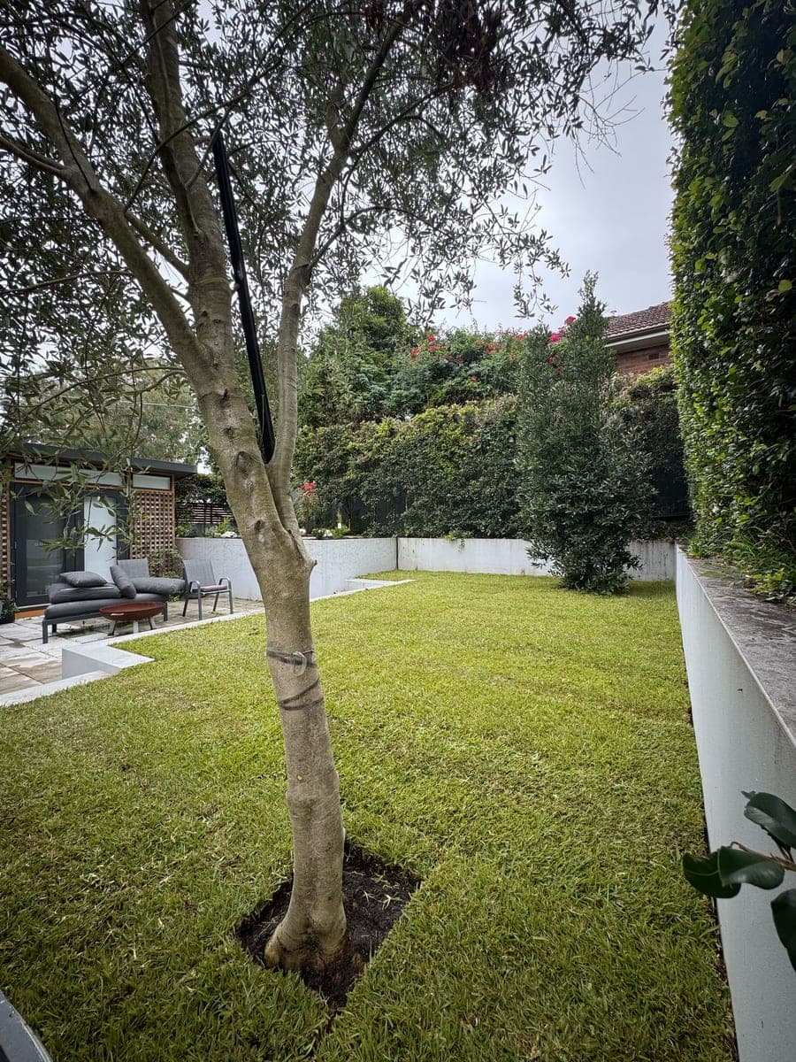 Featured view of Ryde Backyard Makeover