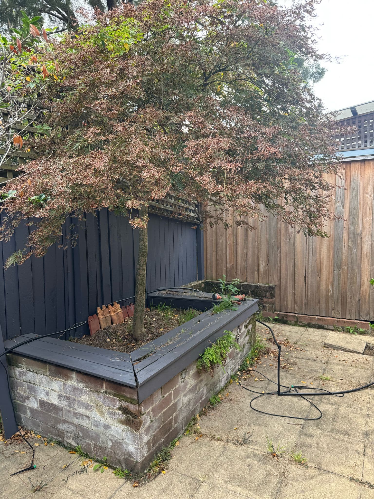 Star-jasmine climbing feature on heavy-duty wire framework