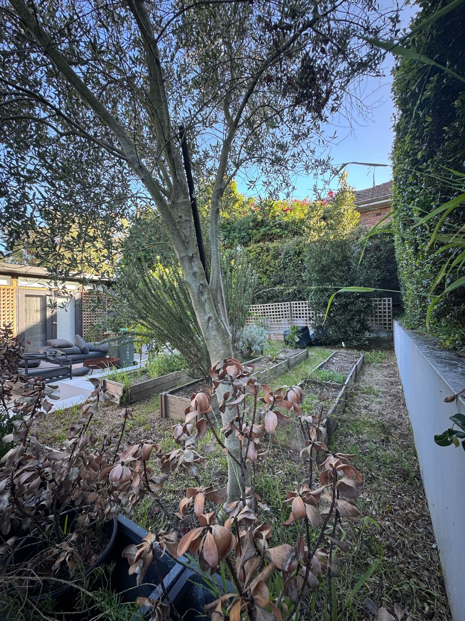 Before - Full-width view showing the complete backyard transformation