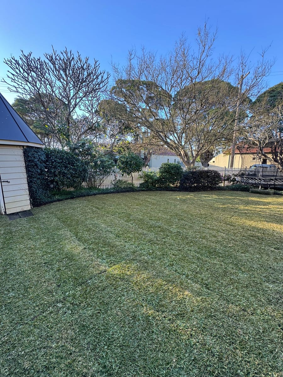 New Sir Walter buffalo lawn beneath an established tree in Glebe