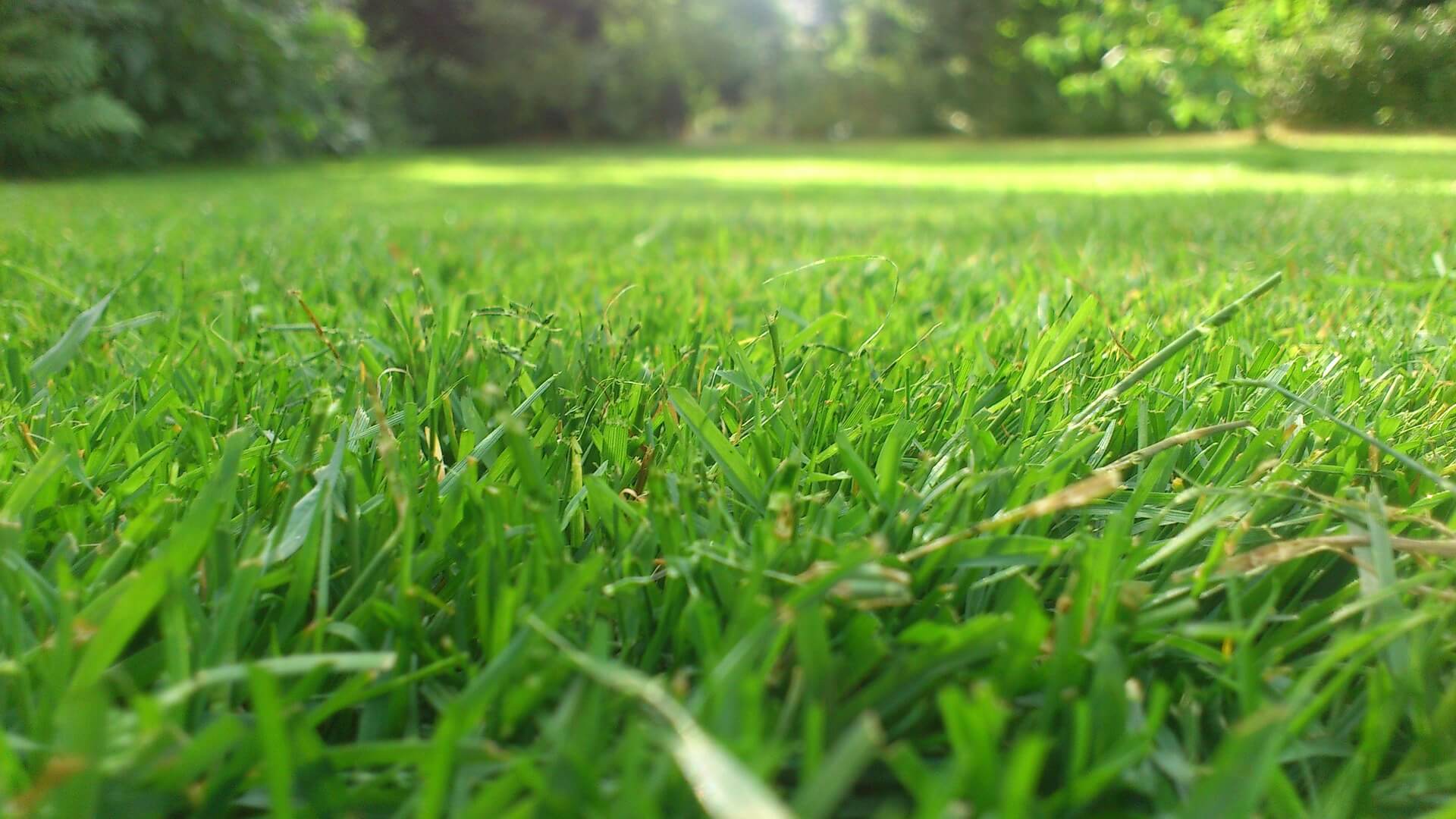 Professional turf installation in Sydney's Inner West