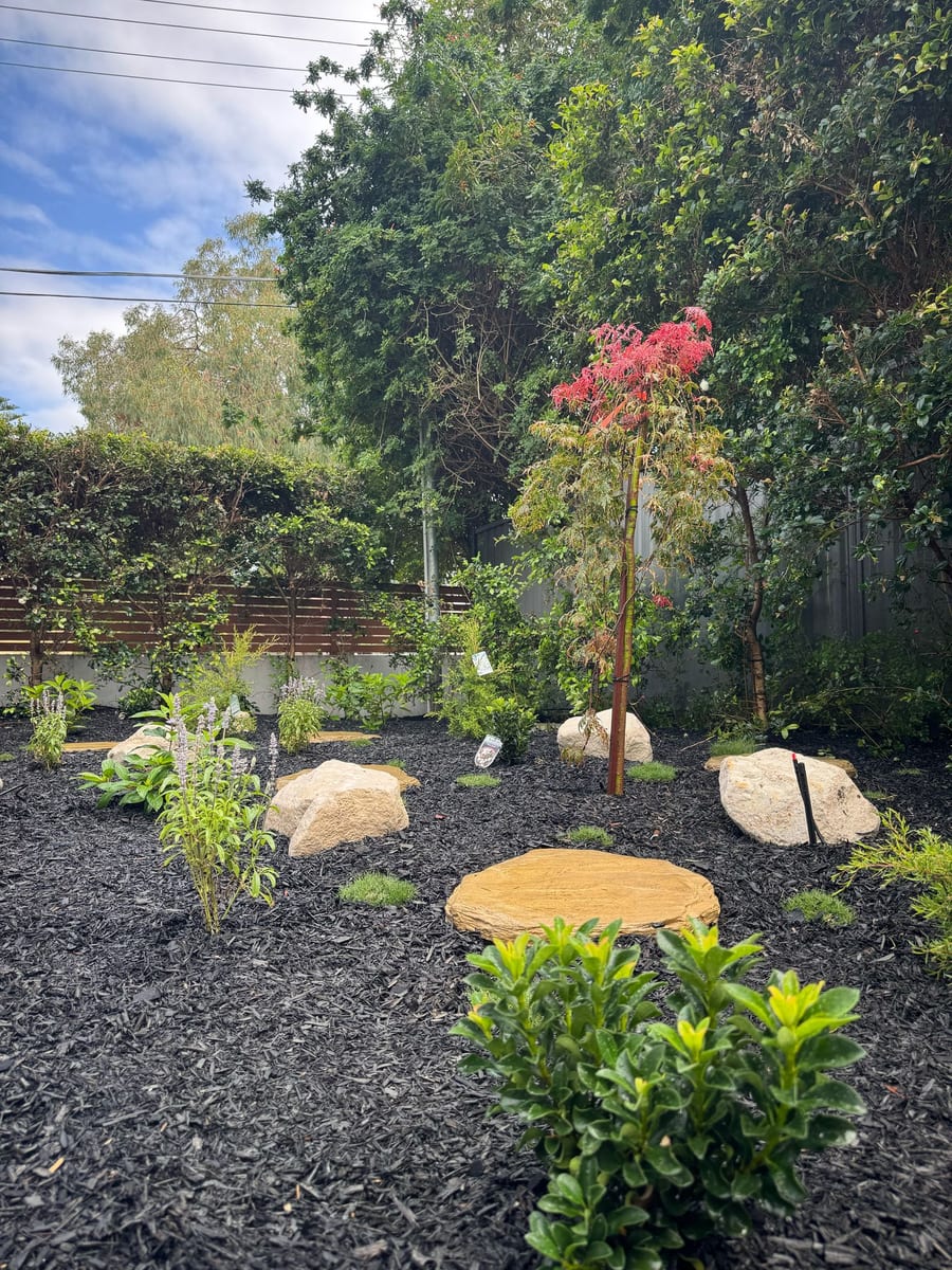 New planting and mulch around a feature tree in Ryde