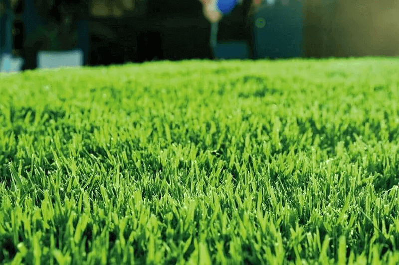 Lawn Transformation in Inner West Sydney